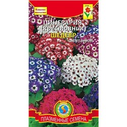 Цв.Цинерария Шедевр (Плазма) 10шт
