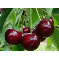 Вишня Игрушка (ДЮК) (Поиск) УКС