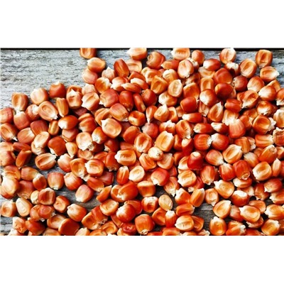 Кукуруза Оранжевая зубная