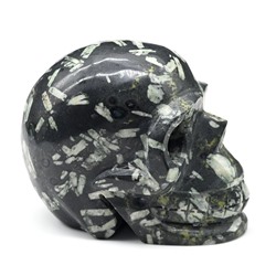 Череп из камня хризантем 81*50*62мм, 397г.