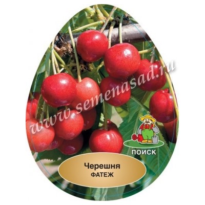 Черешня Фатеж (Поиск) УКС