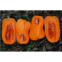 Тыква Мускатная