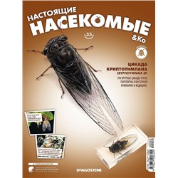 Журнал № 33 "Настоящие насекомые" (Цикада Криптотимпана)
