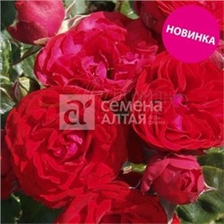 Роза Фобос (Сем.Алтая) Спрей