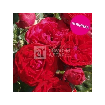 Роза Фобос (Сем.Алтая) Спрей
