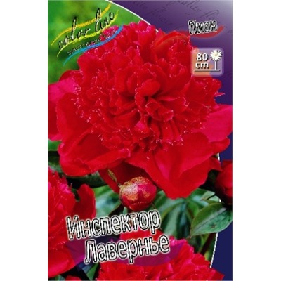 Пион Инспектор Лавернье 2/3п трав. 1шт (ИС)