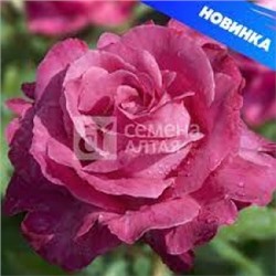 Роза Каприз де Майян (Сем.Алтая) ЧГ