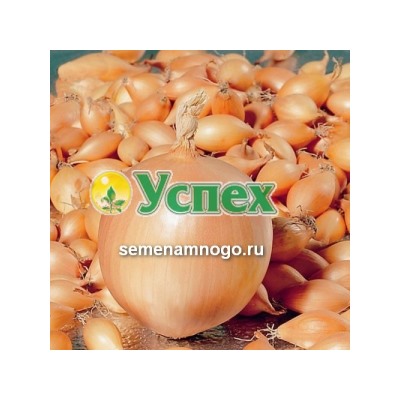 Лук-севок Золотистый Семко F1 14/21 (Голландия) ~ 20кг