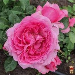 Роза Рене Ван Ведберг (Поиск) ЧГ Кулинарная серия