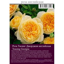 Роза Тисинг Джорджия английская туба Польша