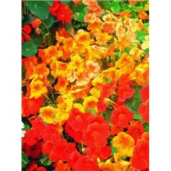 Цв.Настурция Яркая клумба смесь (НК) 2г
