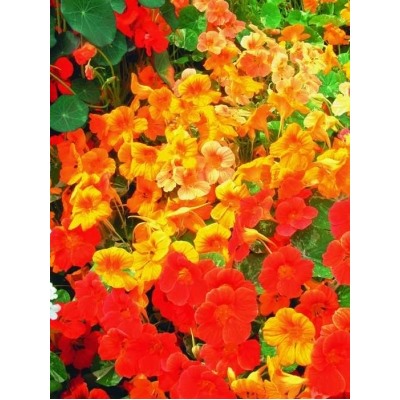 Цв.Настурция Яркая клумба смесь (НК) 2г