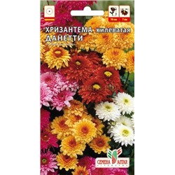Хризантема Данетти Килеватая (Алтай)
