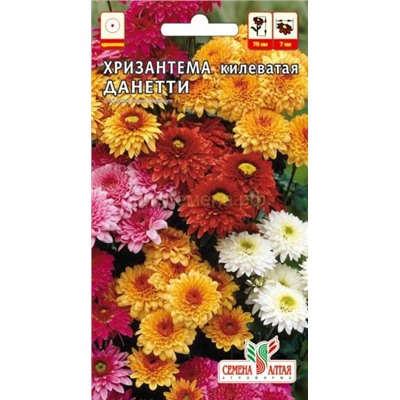 Хризантема Данетти Килеватая (Алтай)