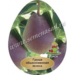 Груша Велеса (Поиск) кор