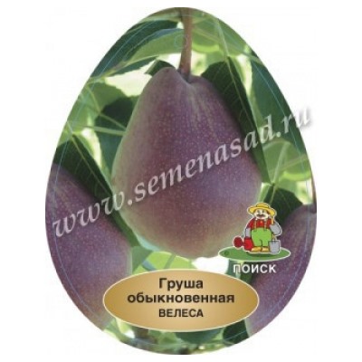 Груша Велеса (Поиск) кор