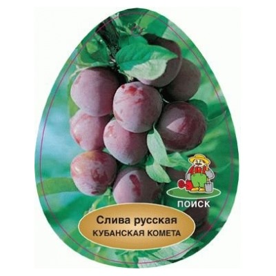 Слива Кубанская комета (Алыча) (Поиск) УКС