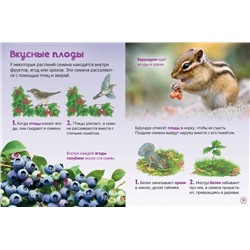 Цветы. Энциклопедия для малышей