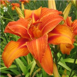 Лилейник Бандельеро (Hemerocallis Bandolero) 1шт СдС