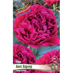 Пион Авис Варнер трав.1шт (Поиск)