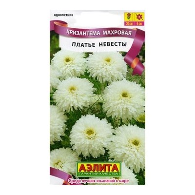 Хризантема Платье невесты (Аэлита)