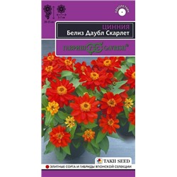 Цинния Белиз даубл скарлет (Код: 92749)