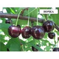 Вишня Ночка ДЮК (Поиск) УКС