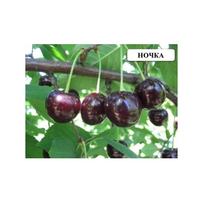 Вишня Ночка ДЮК (Поиск) УКС