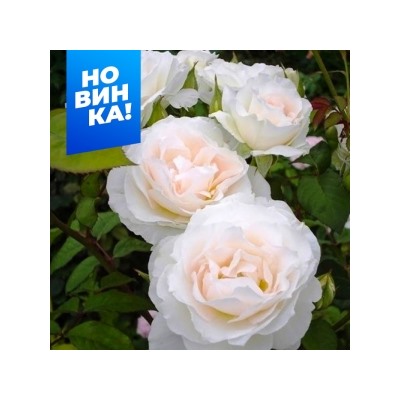 Роза Свит блонди (Сем.Алтая)