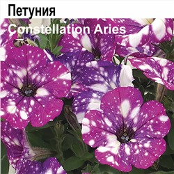 Ч Петуния Констелейшн Ариес с крапом 1шт