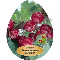 Вишня Саратовская Малышка ДЮК (Поиск) УКС
