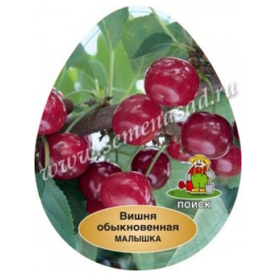 Вишня Саратовская Малышка ДЮК (Поиск) УКС