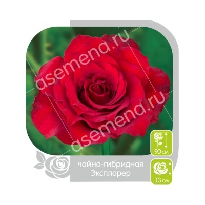 Роза Эксплорер (Сем.Алтая) ЧГ