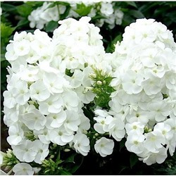 Флоксы Юник Уайт 1шт СдС