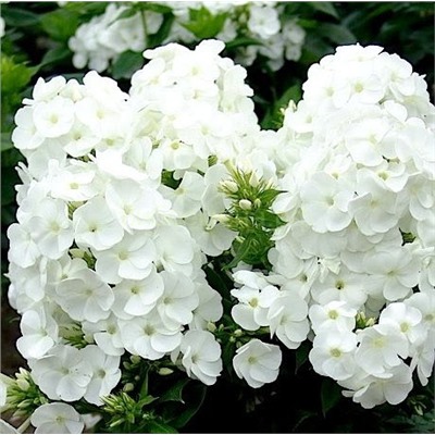 Флоксы Юник Уайт 1шт СдС