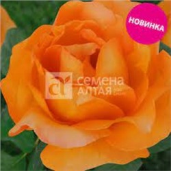 Роза Апероль (Сем.Алтая) ЧГ