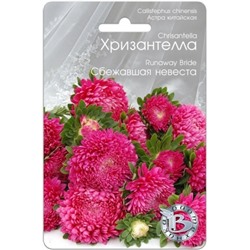 Цв.Астра Хризантелла Сбежавшая невеста (Био) 30шт.