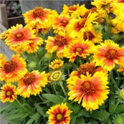 Цв.Гайлардия Меса Брайт Биколор F1 (Mesa Bricht Bicolor) (Григорьев) 3шт
