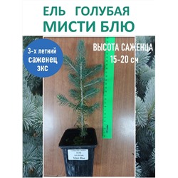 Ель колючая Мисти Блю (Код: 12699)