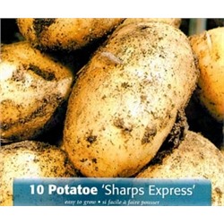 Картофель Шарпс Экспресс 28-55 (НК) уп - 10шт
