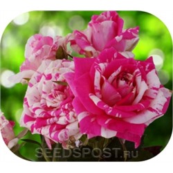 Роза Флешинг (Сем.Алтая) Спрей