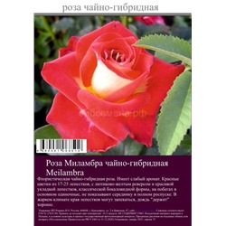 Роза Миламбра чайно-гибридная туба Польша