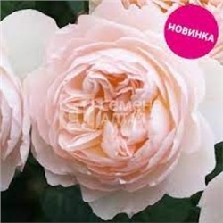 Роза Ганимеда (Сем.Алтая) ЦФ (Столепестковая)