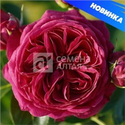 Роза Мариетта (Сем.Алтая) ЧГ