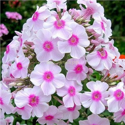 Флоксы Мисс Холланд 1шт СдС