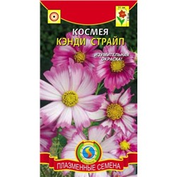 Цв.Космея Кэнди Страйп (Плазма) 30шт