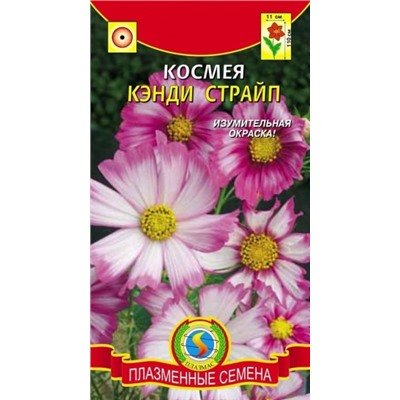 Цв.Космея Кэнди Страйп (Плазма) 30шт