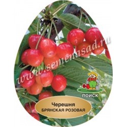 Черешня Брянская розовая (Поиск) кор