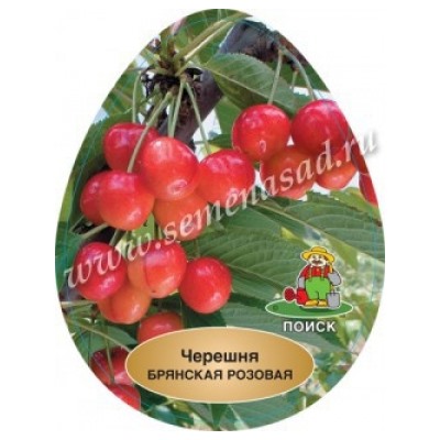 Черешня Брянская розовая (Поиск) кор