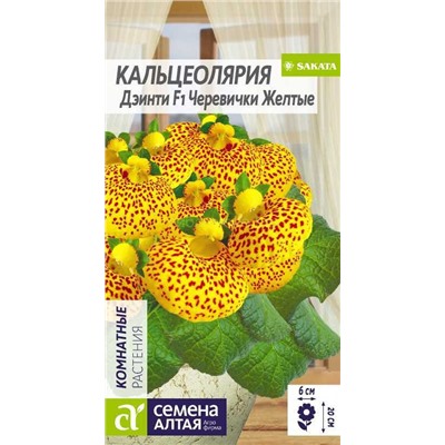 Кальцеолярия Дэинти Черевички желтые (Алтай)